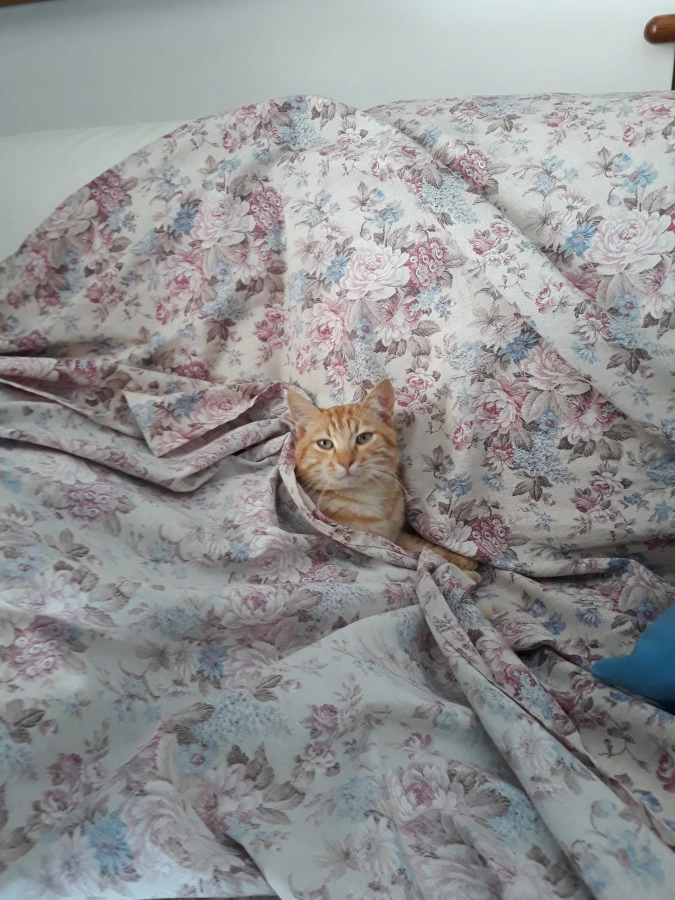 Buongiorno