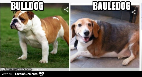 Bulldog Bauledog Facciabuco Com