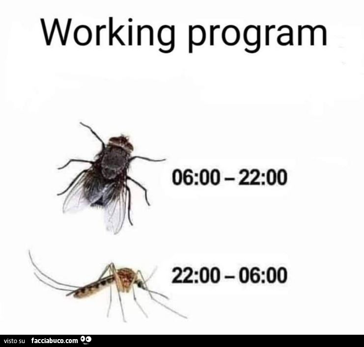 Working program: mosca e zanzara
