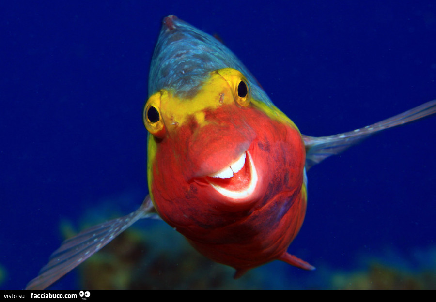 Pesce colorato che ride
