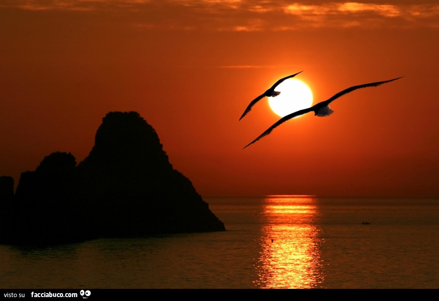 Gabbiani al tramonto