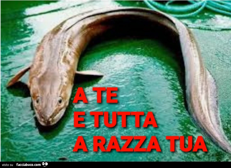 Vaccata