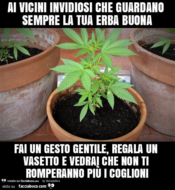 Ai vicini invidiosi che guardano sempre la tua erba buona fai un gesto gentile, regala un vasetto e vedrai che non ti romperanno più i coglioni