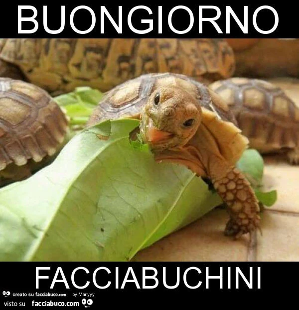 Buongiorno facciabuchini