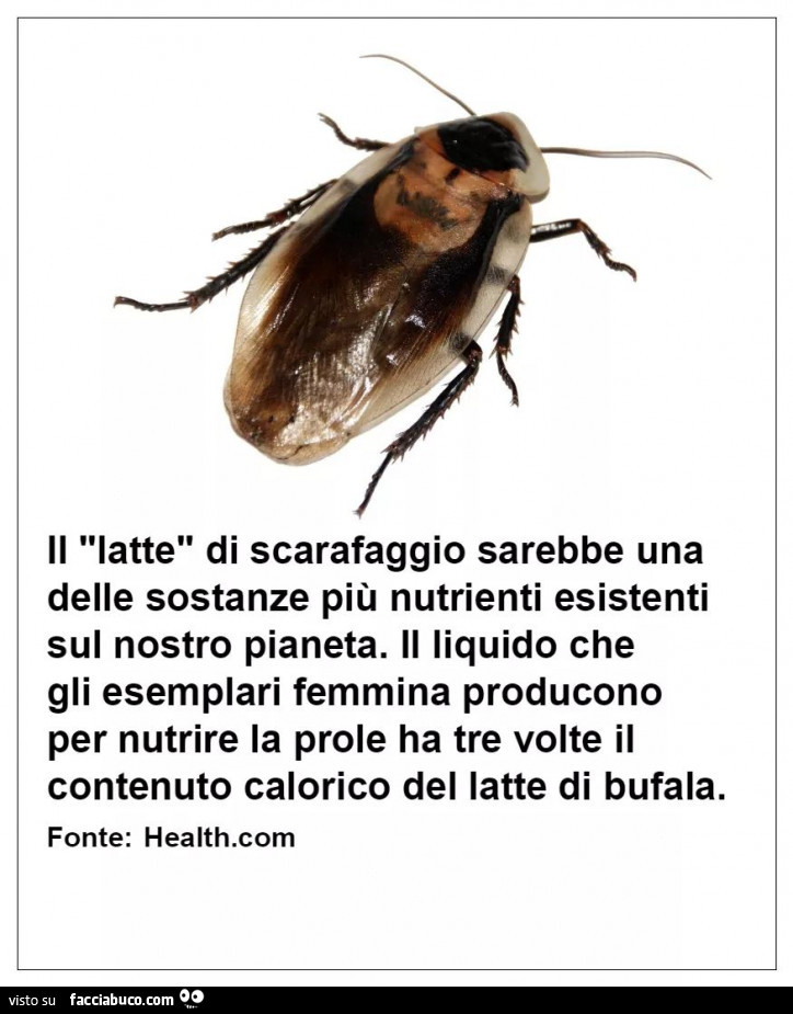 Il latte di scarafaggio sarebbe una delle sostanze più nutrienti esistenti sul nostro pianeta. Il liquido che gli esemplari femmina producono per nutrire la prole ha tre volte il contenuto calorico del latte di bufala
