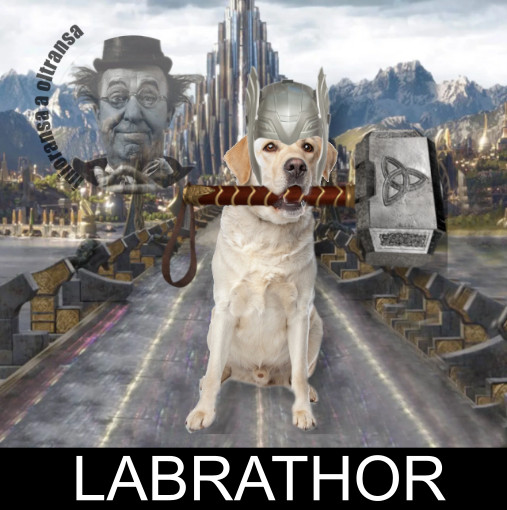 Labrador Thor = Labrathor