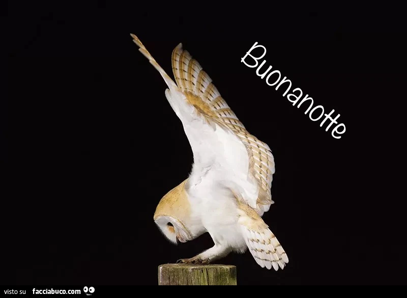 Civetta. Buonanotte