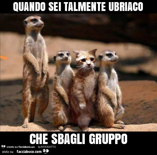 Quando sei talmente ubriaco che sbagli gruppo