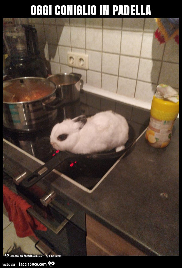 Oggi coniglio in padella