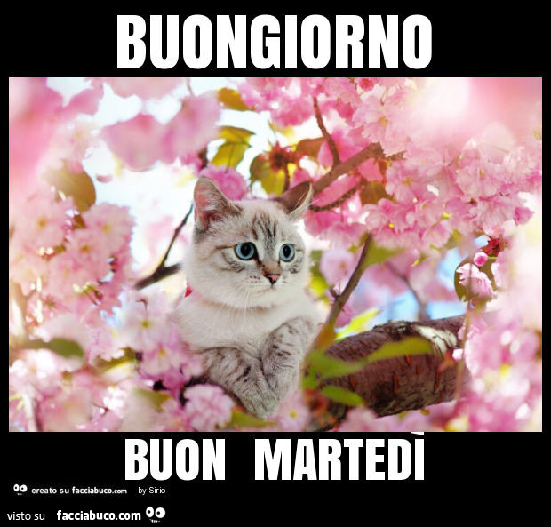 Buongiorno buon martedì