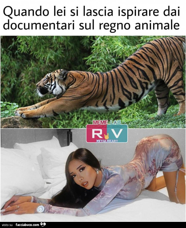 Vaccata