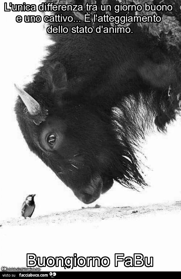 L'unica differenza tra un giorno buono e uno cattivo… è l'atteggiamento dello stato d'animo. Buongiorno fabu