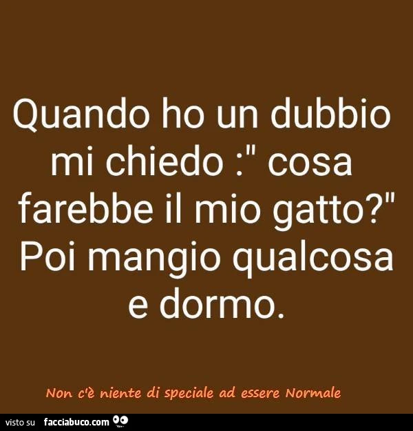 Quando ho un dubbio mi chiedo cosa farebbe il mio gatto? Poi mangio qualcosa e dormo