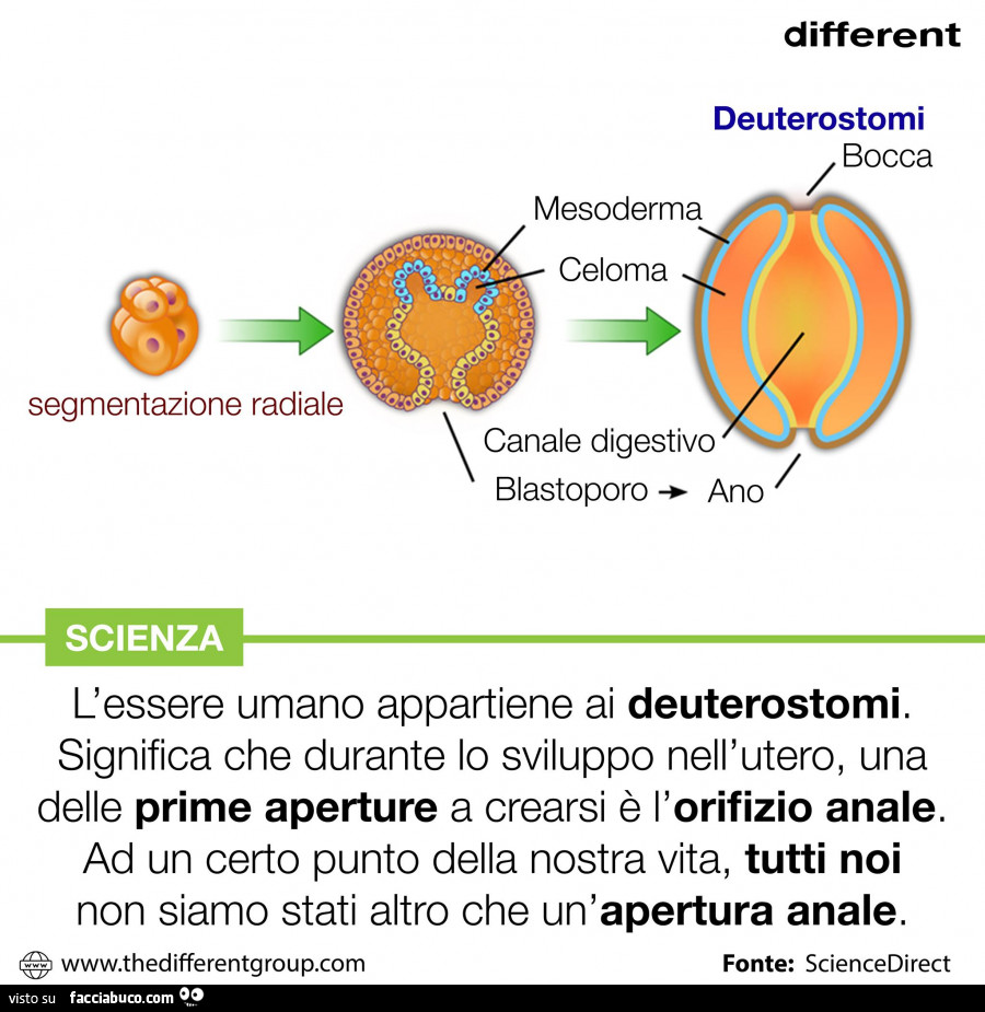 L'essere umano appartiene ai deuterostomi. Significa che durante lo sviluppo nell'utero, una delle prime aperture a crearsi è l'orifizio anale. Ad un certo punto della nostra vita, tutti noi non siamo stati altro che un'apertura anale