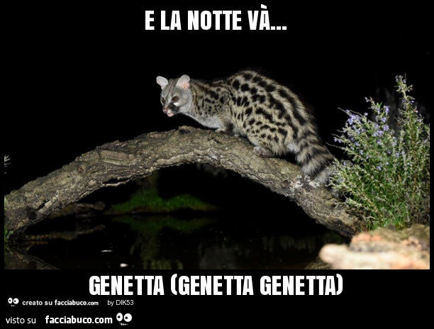 E la notte và… genetta (genetta genetta)