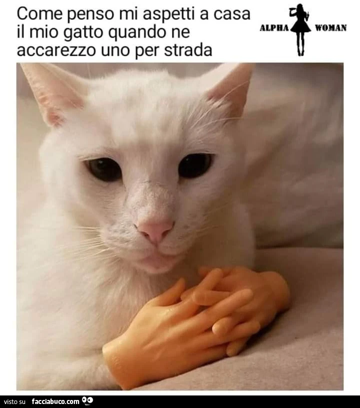 Vaccata