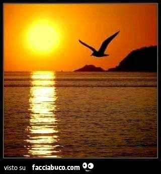 Gabbiano al tramonto