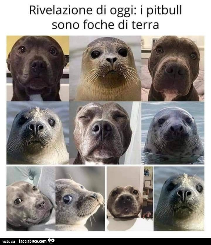 Rivelazione di oggi i Pitbull sono foche di terra