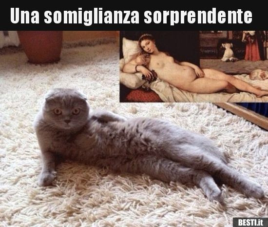 Gatta sexy