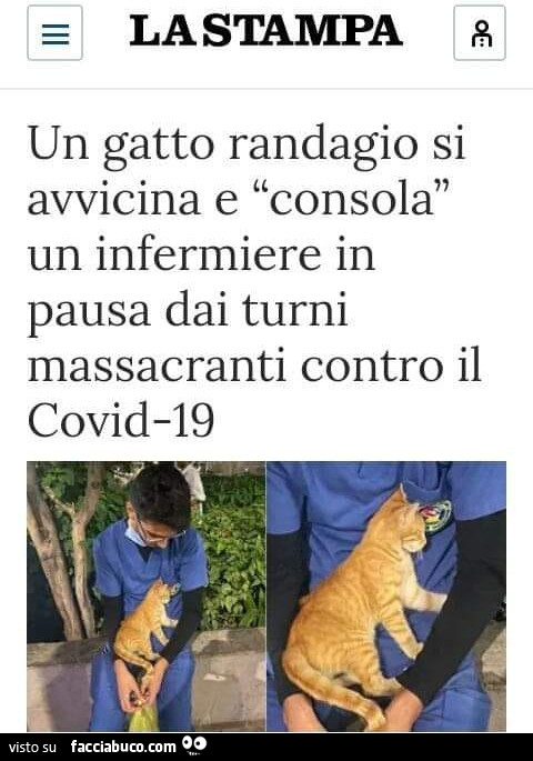 Un gatto randagio si avvicina e consola un infermiere in pausa dai turni massacranti contro il covid-19