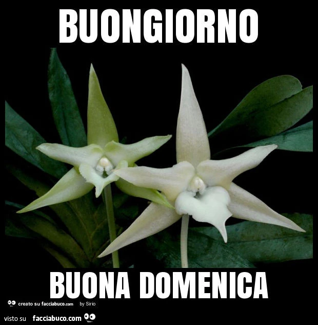 Buongiorno buona domenica