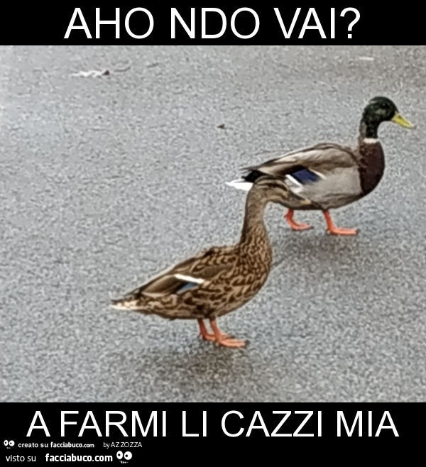 Aho ndo vai? A farmi li cazzi mia