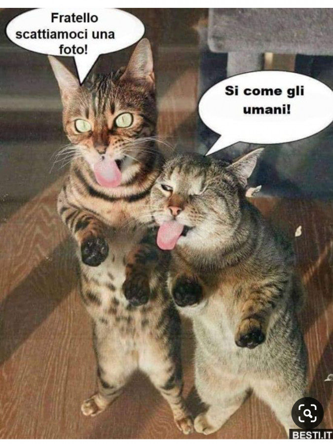 Gatti in selfie