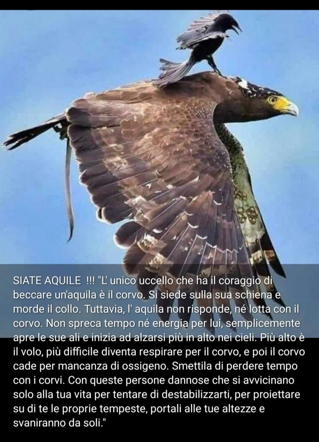 Aquila