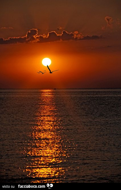 Gabbiani al tramonto sul mare