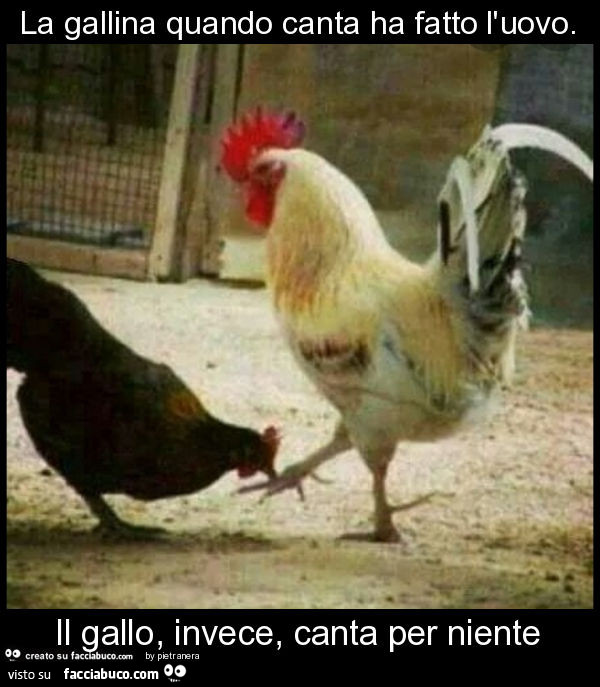 La gallina quando canta ha fatto l'uovo. Il gallo, invece, canta per niente