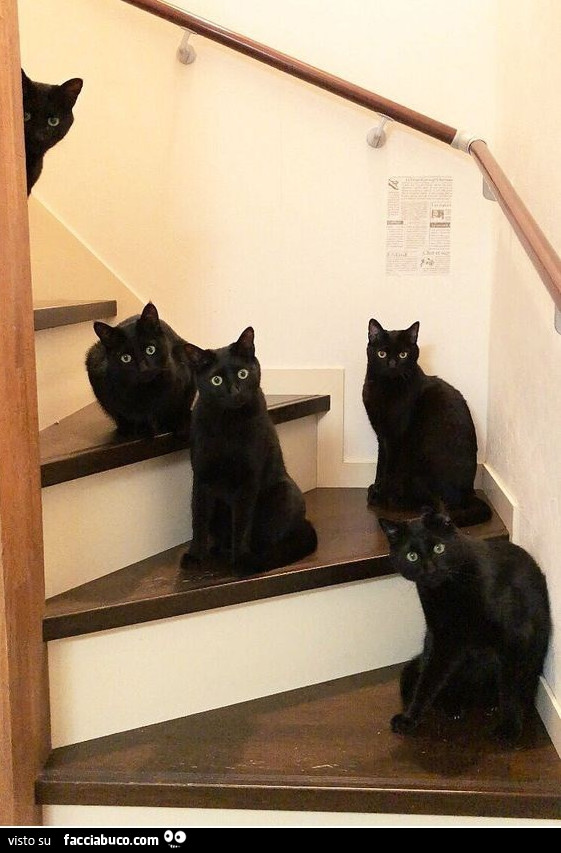 Gatti neri superstizione guardie del corpo
