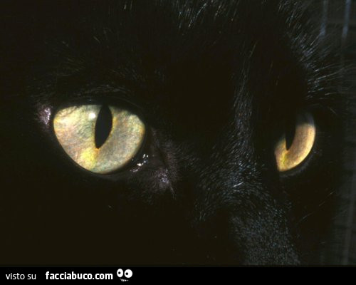Gatto nero con occhioni gialli