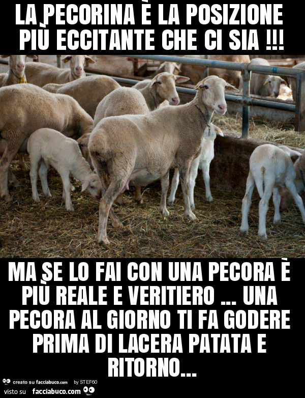 La pecorina è la posizione più eccitante che ci sia! Ma se lo fai con una pecora è più reale e veritiero… una pecora al giorno ti fa godere prima di lacera patata e ritorno