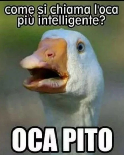 Oca