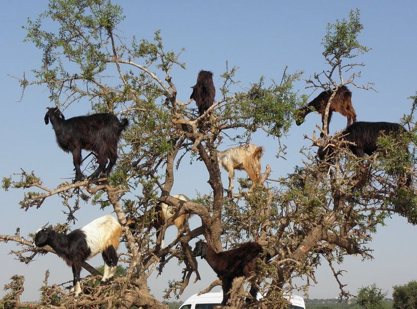 CAPRE SUGLI ALBERI