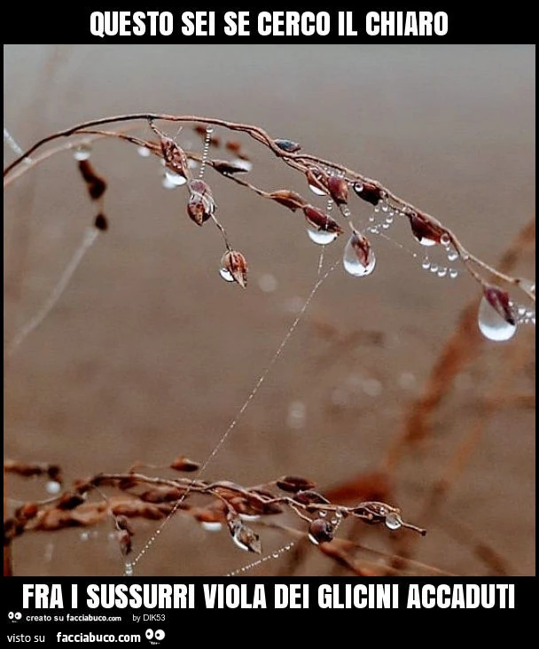 Questo sei se cerco il chiaro fra i sussurri viola dei glicini accaduti