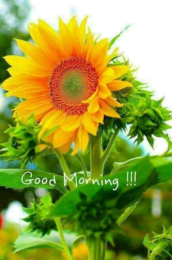 Buongiorno girasole