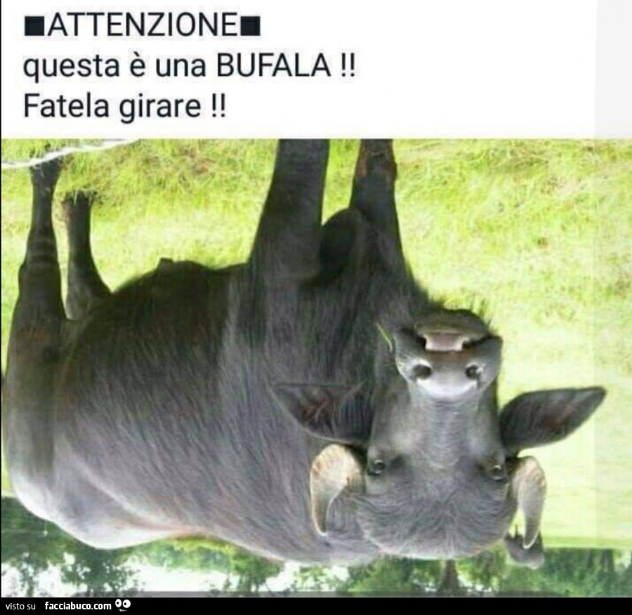 Bufala