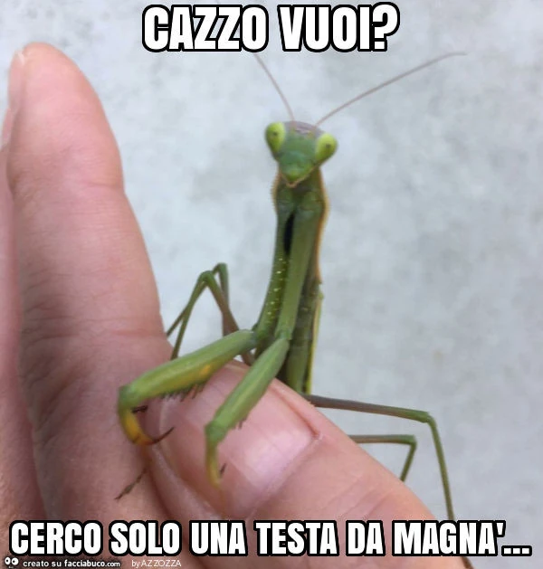 Cazzo vuoi? Cerco solo una testa da magnà