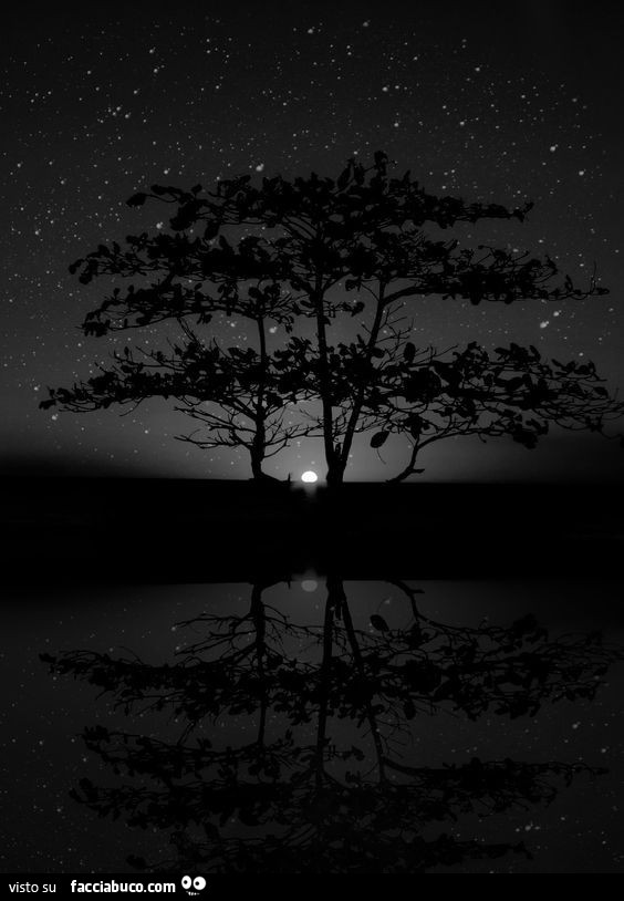 Alberi sotto cielo stellato