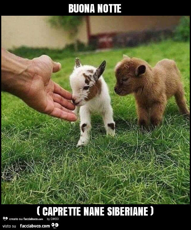 Buona notte ( caprette nane siberiane )