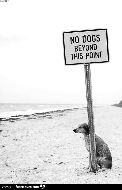 No dogs beyond this point