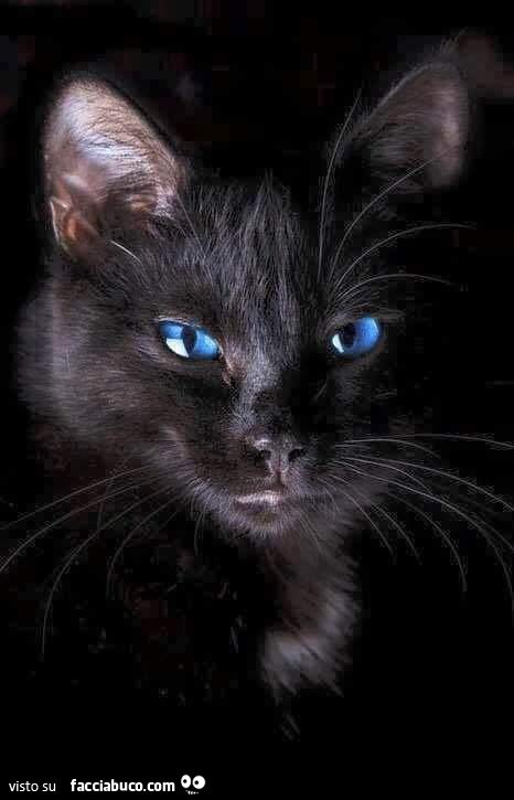 Gatto nero dagli occhi azzurri