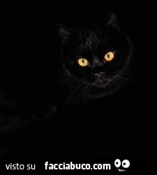 Gatto nero occhi gialli