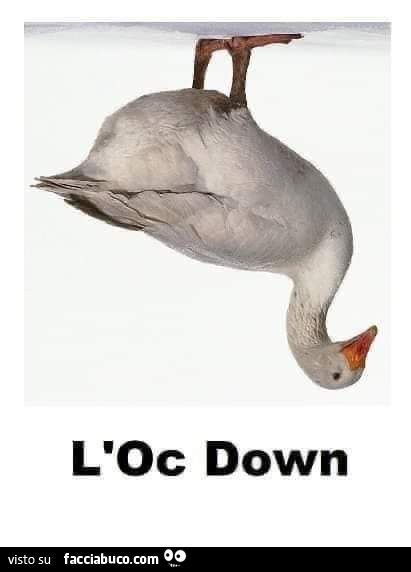 L'oc down