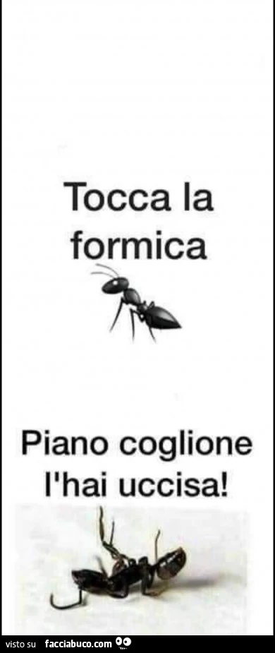 Tocca la formica. Piano coglione l'hai uccisa