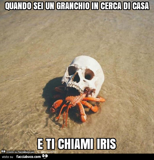 Quando sei un granchio in cerca di casa e ti chiami iris