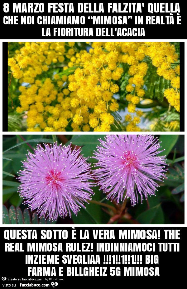 8 marzo festa della falzità quella che noi chiamiamo “mimosa” in realtà è la fioritura dell'acacia questa sotto è la vera mimosa! The real mimosa rulez! Indinniamoci tutti inzieme svegliaa! 1! 1! 1! Big farma e billgheiz 5g mimosa