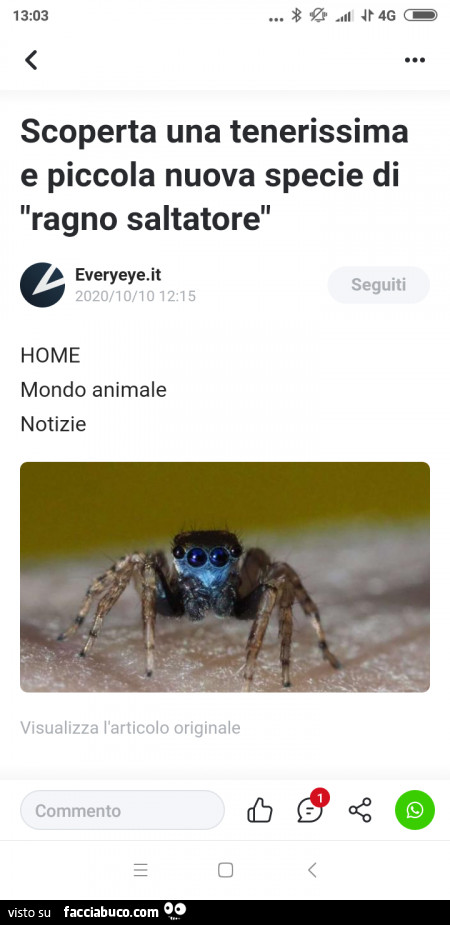 Scoperta una tenerissima e piccola nuova specie di ragno saltatore